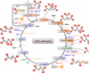 Citricacidcycle