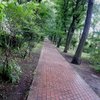 T_dscn6517